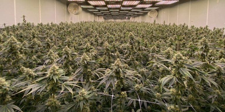 Klutch Cannabis